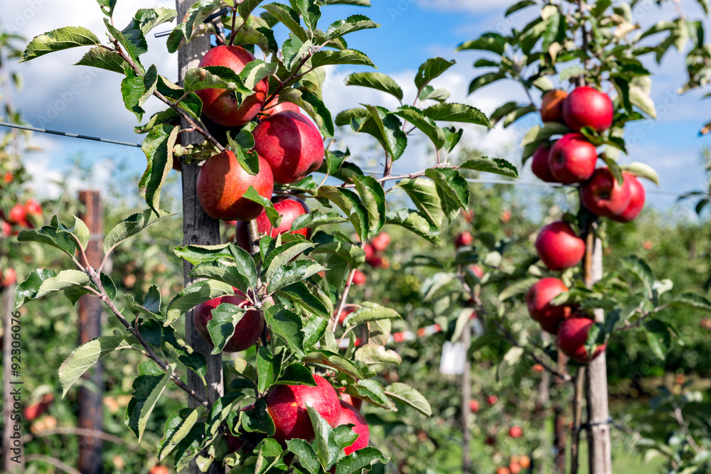 Dutch orchard with maturing apples Dutch orchard with maturing apples