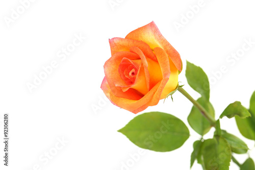 Orange rose on a white background