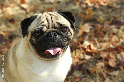 Funny pug dog in the autumn park, outdoor