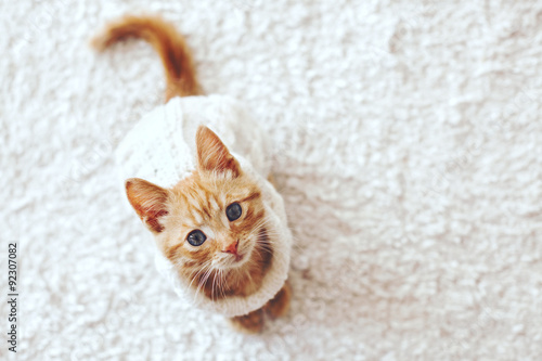 Gigner kitten © Alena Ozerova