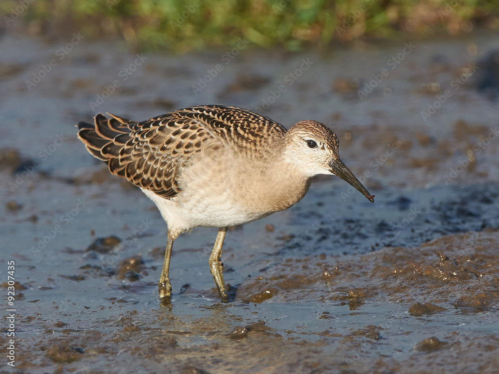 Ruff (Philomachus pugnax) Ruff (Philomachus pugnax)