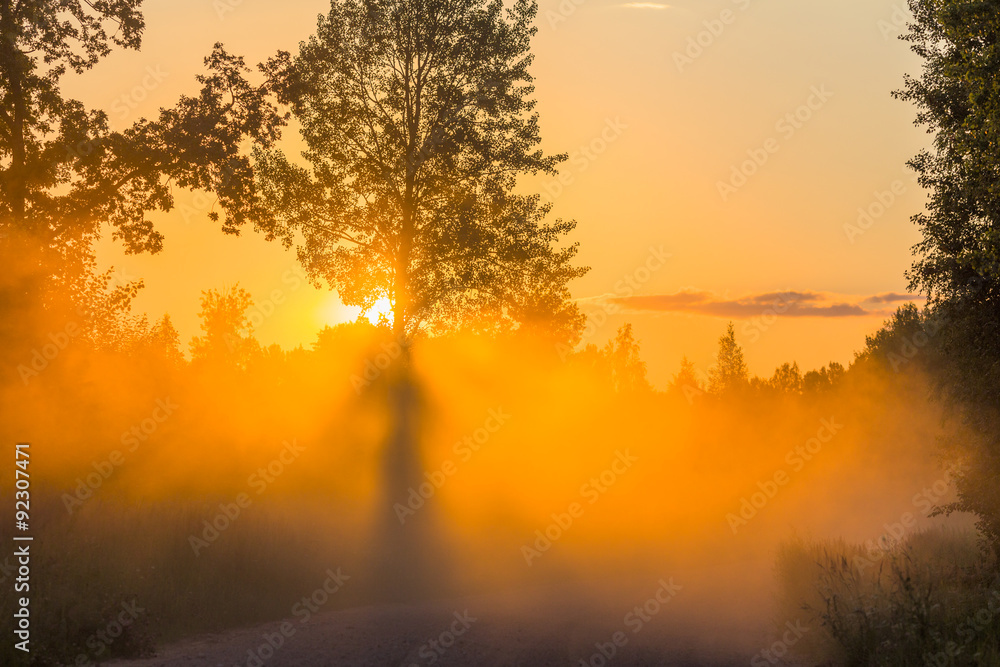 Naklejka premium Misty dawn with sunbeams sunset rays tree