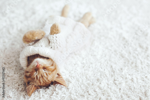 kotek-w-sweterku