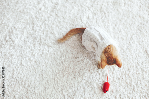 Fototapeta Naklejka Na Ścianę i Meble -  Gigner kitten