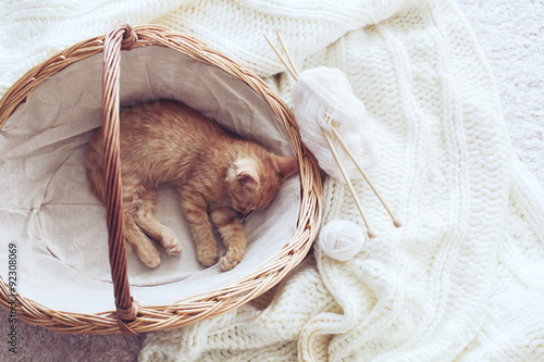 Fototapeta Naklejka Na Ścianę i Meble -  Gigner kitten
