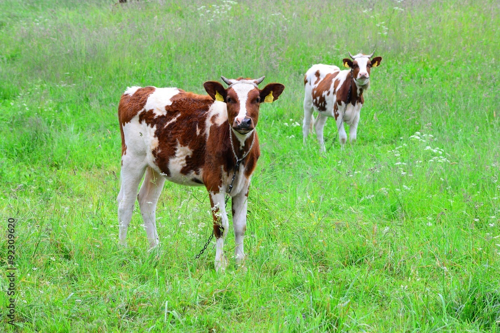 Cows in the green grass field of Lithuania