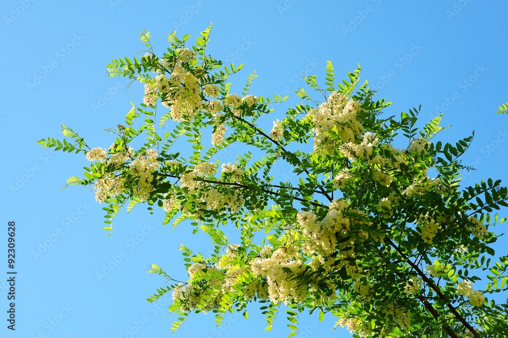 Fototapeta premium White acacia flowers on blue sky background