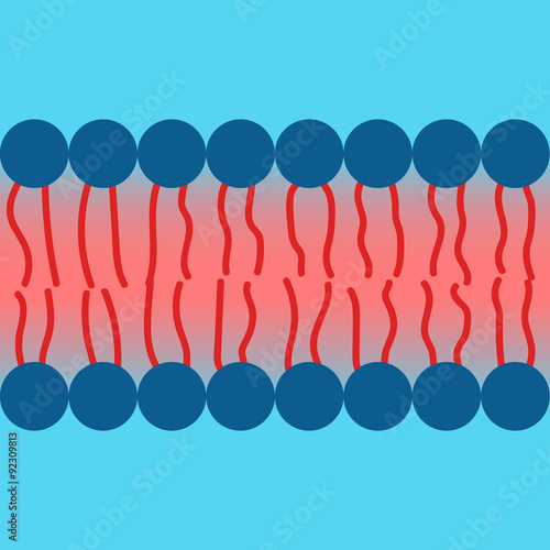 Amphipatic property of cell membrane