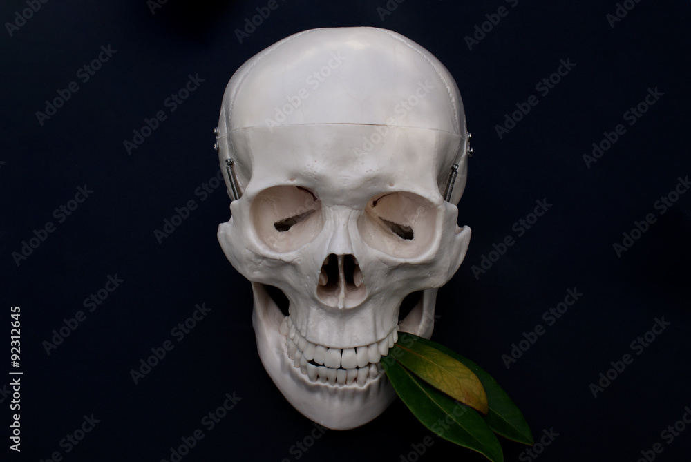 Skull with leaves Skull with leaves