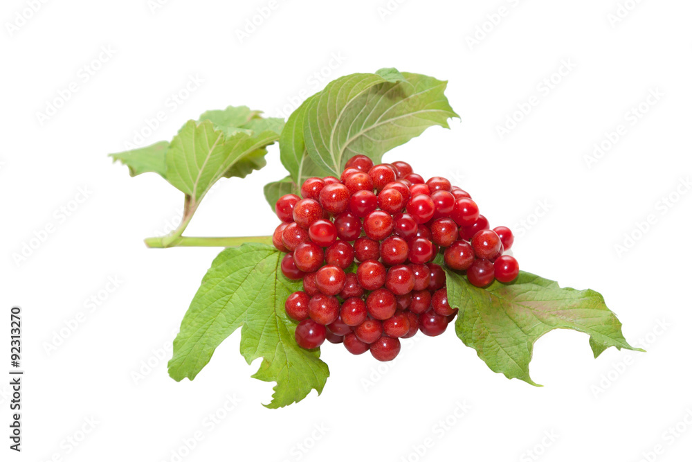 Viburnum Viburnum