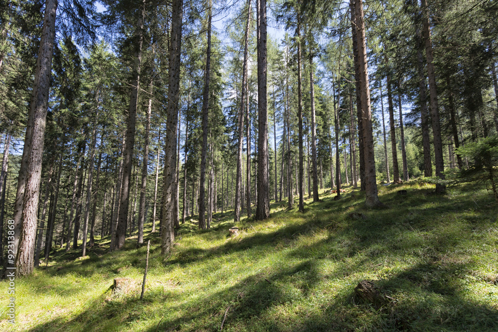 Forest in the Stubaital - Austria Forest in the Stubaital - Austria