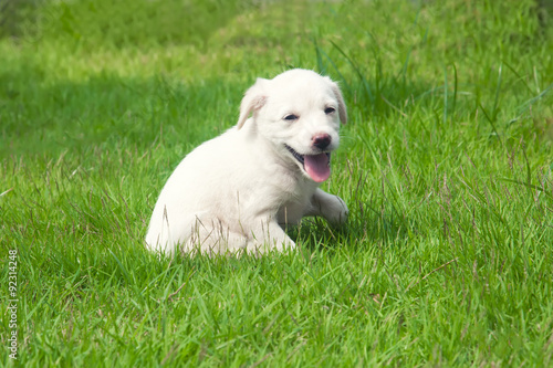 White happy puppy