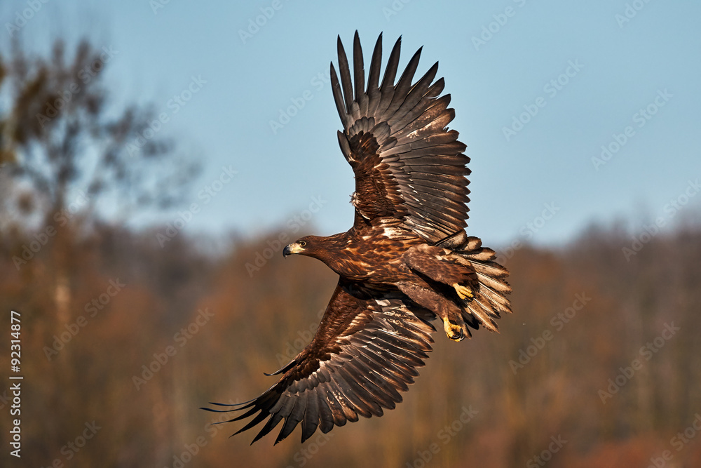 Naklejka premium Eagle in flight