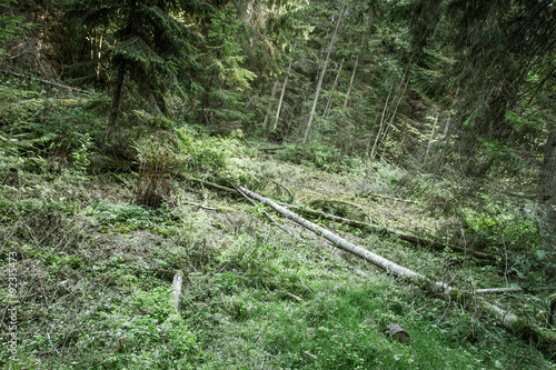 Fallen tree in the forest.