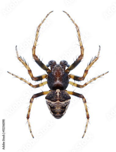 Spider Gibbaranea bituberculata (male)