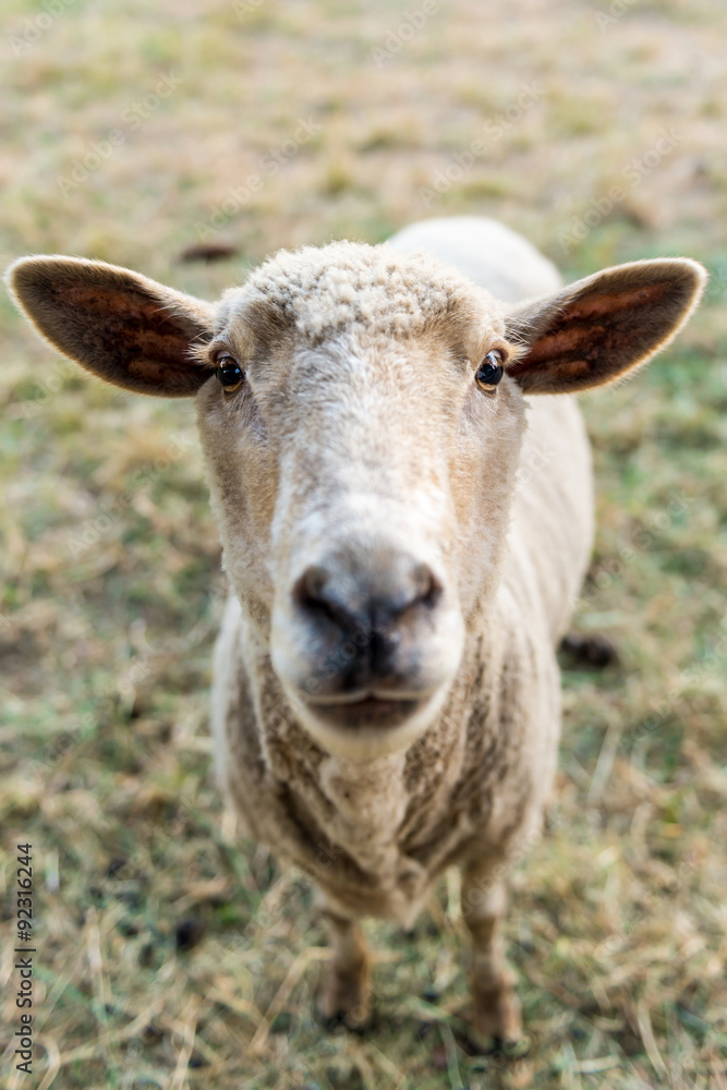 Curious sheep, funny domestic animal Curious sheep, funny domestic animal