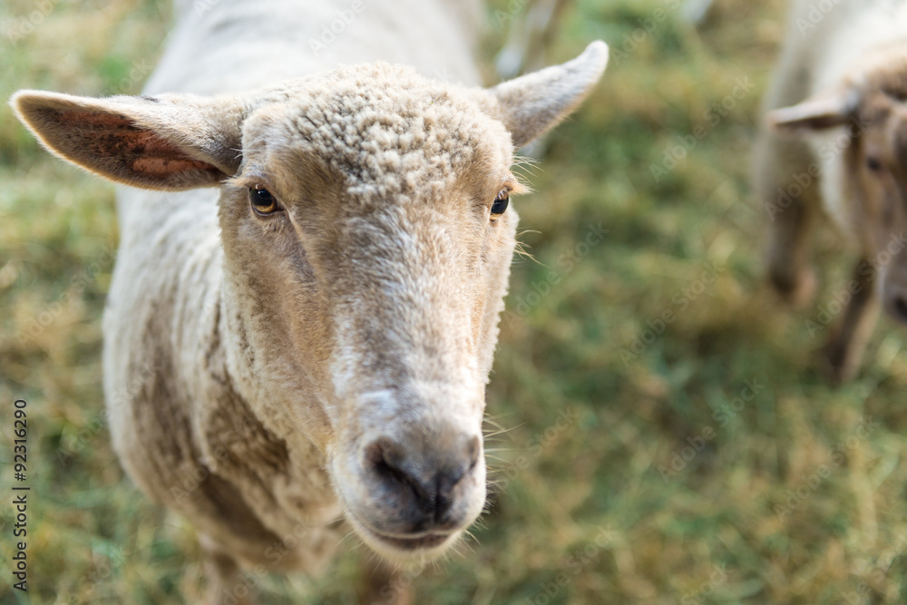 Curious sheep, funny domestic animal Curious sheep, funny domestic animal