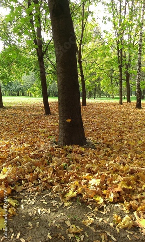 Yellow carpet from leaves