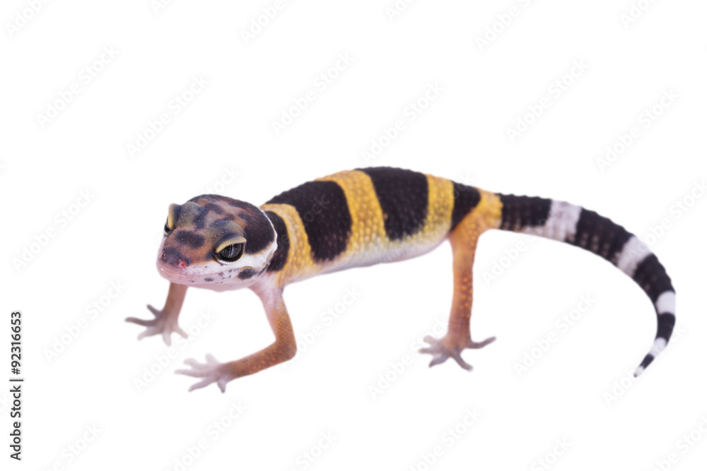 Obraz premium Leopard gecko Eublepharis macularius isolated