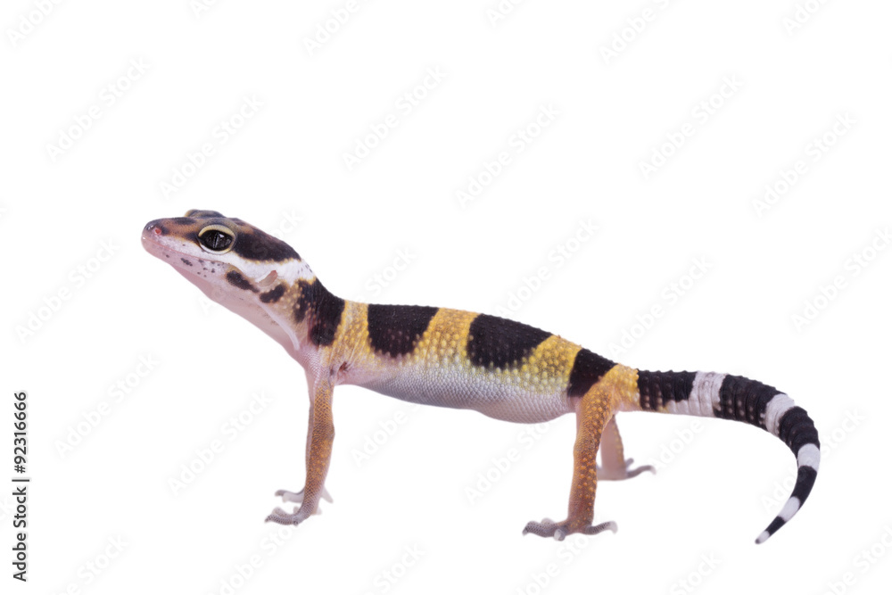 Obraz premium Leopard gecko Eublepharis macularius isolated