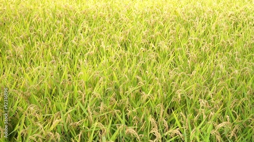 paddy rice field
