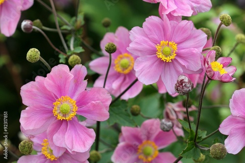 Anemone japonica photo