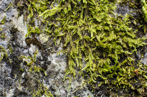Muschi e licheni photo
