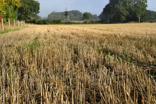 Stubble in field after harvest