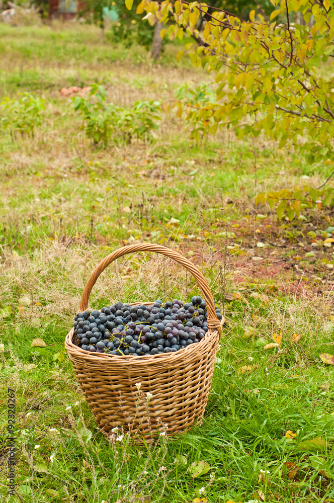 Wine grapes in basket in garden Wine grapes in basket in garden