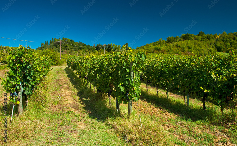 Nice vineyard in Tuscany, Italy
