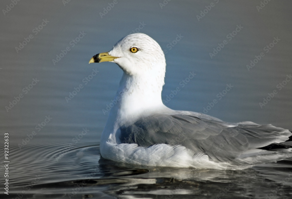 White and Gray Ring Billed Seagull swimming on calm blue waters
White and Gray Ring Billed Seagull swimming on calm blue waters