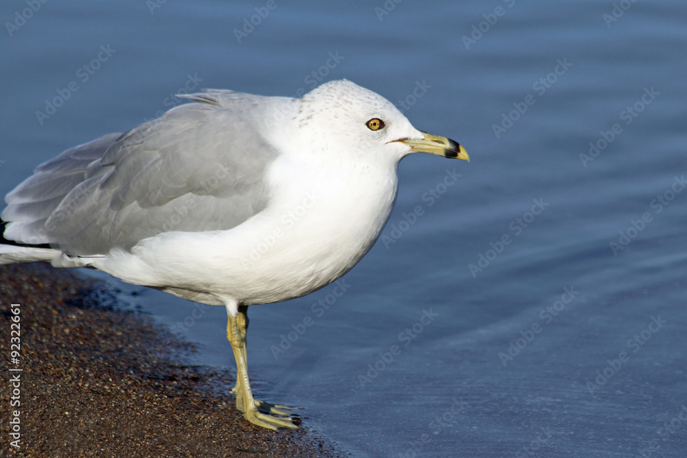 Adult gray and white Ring Billed Gull standing on the shore looking out to sea
