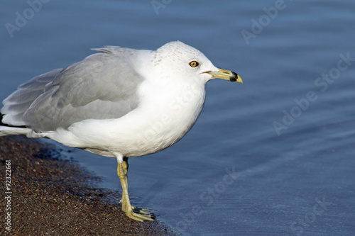 Adult gray and white Ring Billed Gull standing on the shore looking out to sea  