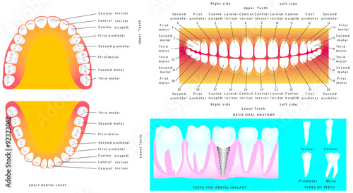 Anatomy of teeth