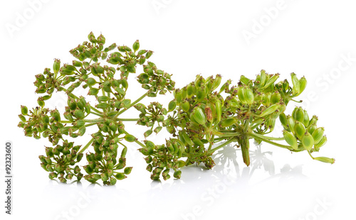 fresh dill seeds on white background
