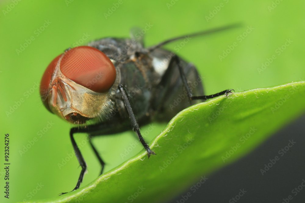 Fototapeta premium extreme macro