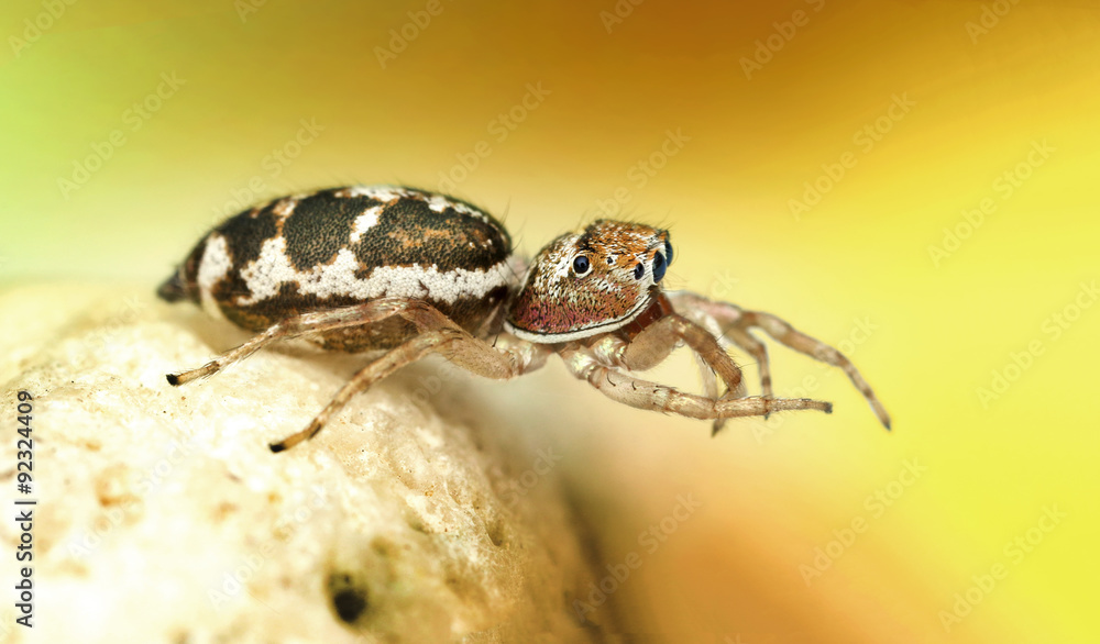 Obraz premium extreme macro