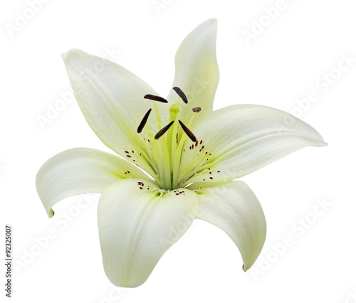 Fototapeta Naklejka Na Ścianę i Meble -  Single White Lily