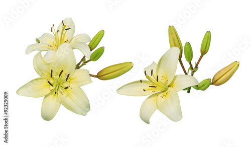 Fototapeta Naklejka Na Ścianę i Meble -  Lily Flower Cluster