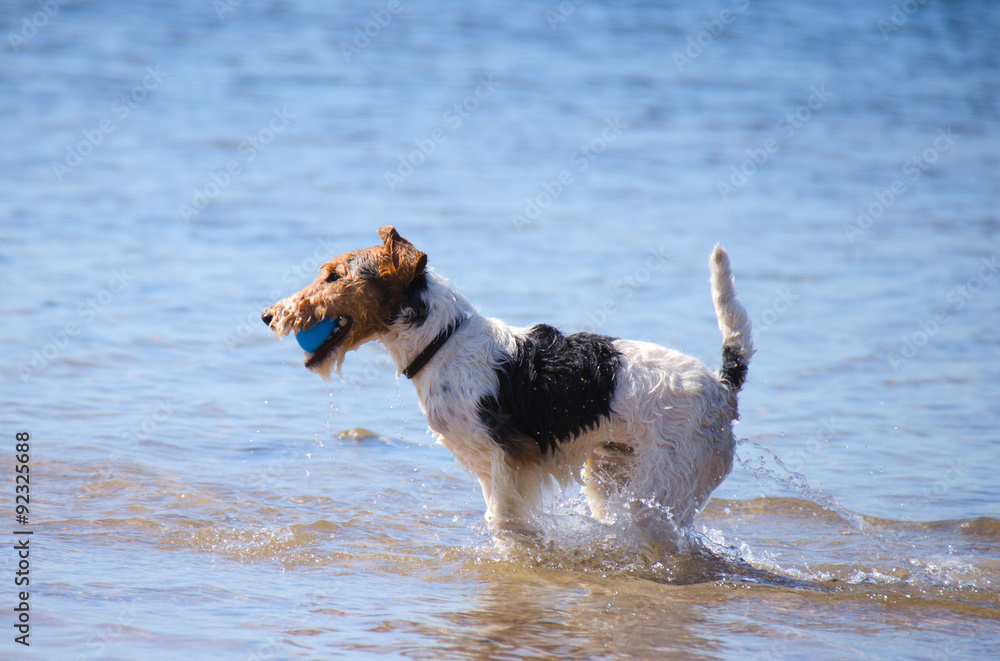 A Jack Russel Terrier running with a ball running through the water at the beach on a sunny morning A Jack Russel Terrier running with a ball running through the water at the beach on a sunny morning