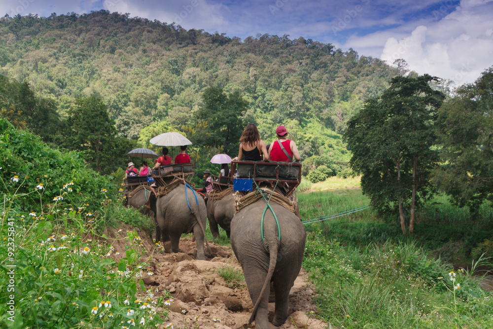 Fototapeta premium Group tourists to ride on an elephant in forest Chiang mai, Thailand