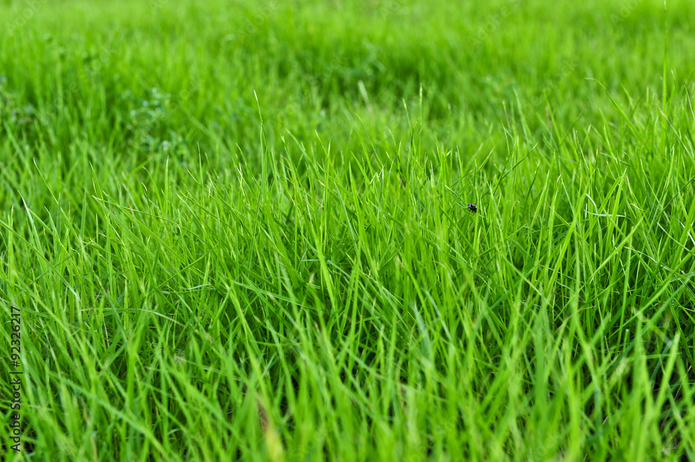 Paddy field