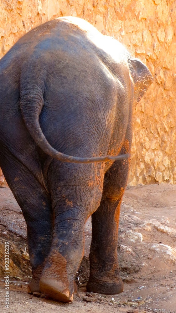 Fototapeta premium Let's go to the jungle