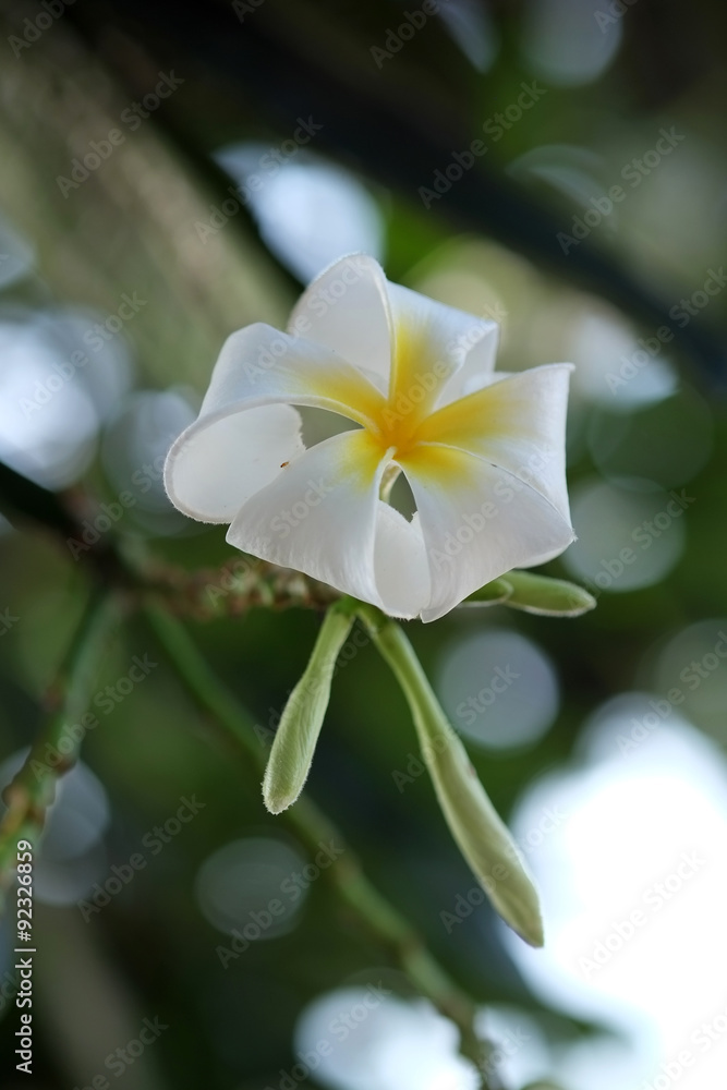 Frangipani, Plumeria, Temple Tree, Graveyard Tree Frangipani, Plumeria, Temple Tree, Graveyard Tree