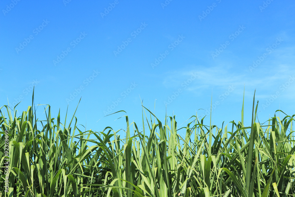 sugarcane and blue sky sugarcane and blue sky