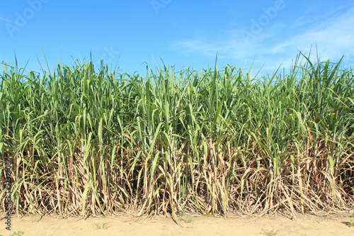 sugarcane and blue sky