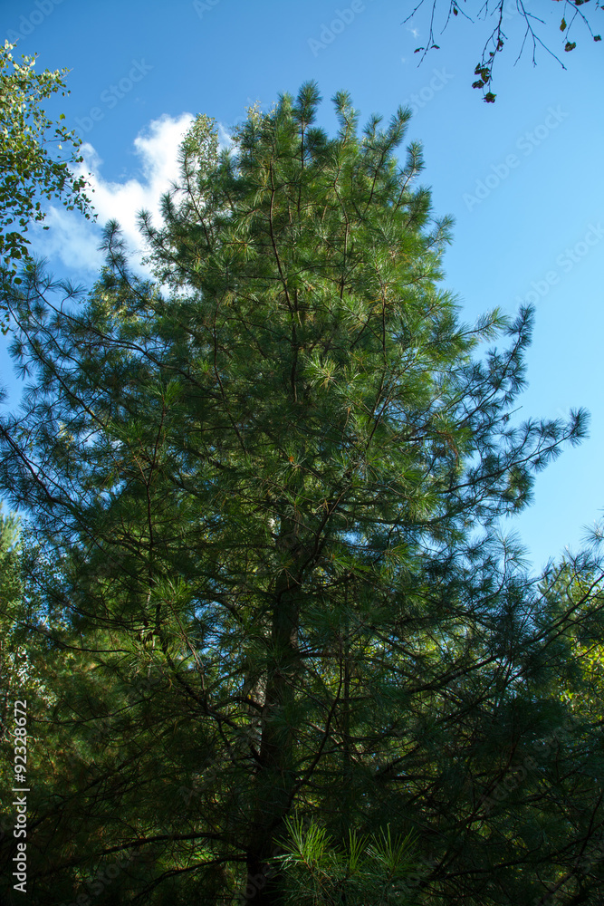 Russian forest