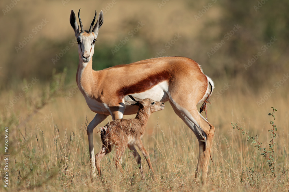 Springbok antelope (Antidorcas marsupialis) with newly born lamb, South Africa. - obrazy, fototapety, plakaty 