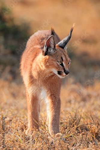 A caracal (Felis caracal) in natural habitat, Addo Elephant National Park, South Africa. photo