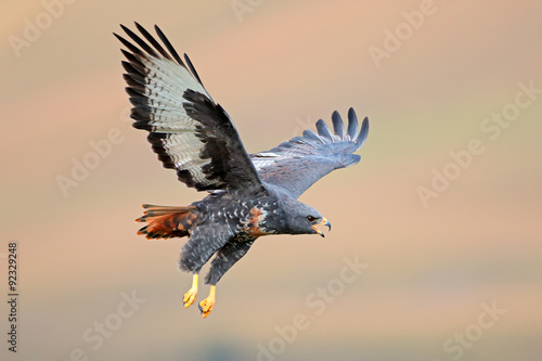 Jackal buzzard (Buteo rufofuscus) in flight with outstretched wings, South Africa. photo
